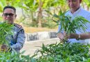 Panen Sayuran di Bapas Tanjung Pandan,Kakanwil Herman “Bentuk nyata mendukung Program Akselerasi Menteri Imipas